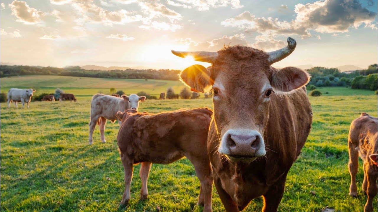 Alerte sur l'abattage massif de nos troupeaux. Notre souveraineté alimentaire en jeu.